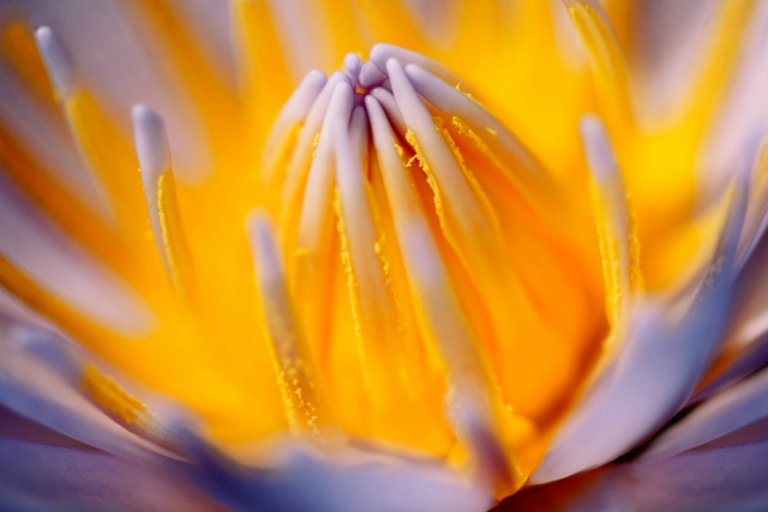 Glowing Waterlily
